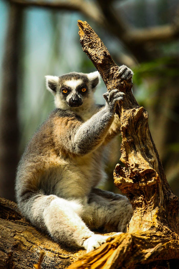 un jeune lémurien maki mâle, regardant l'objectif en mode portrait tenant une branche d'arbre avec ses membres supérieurs