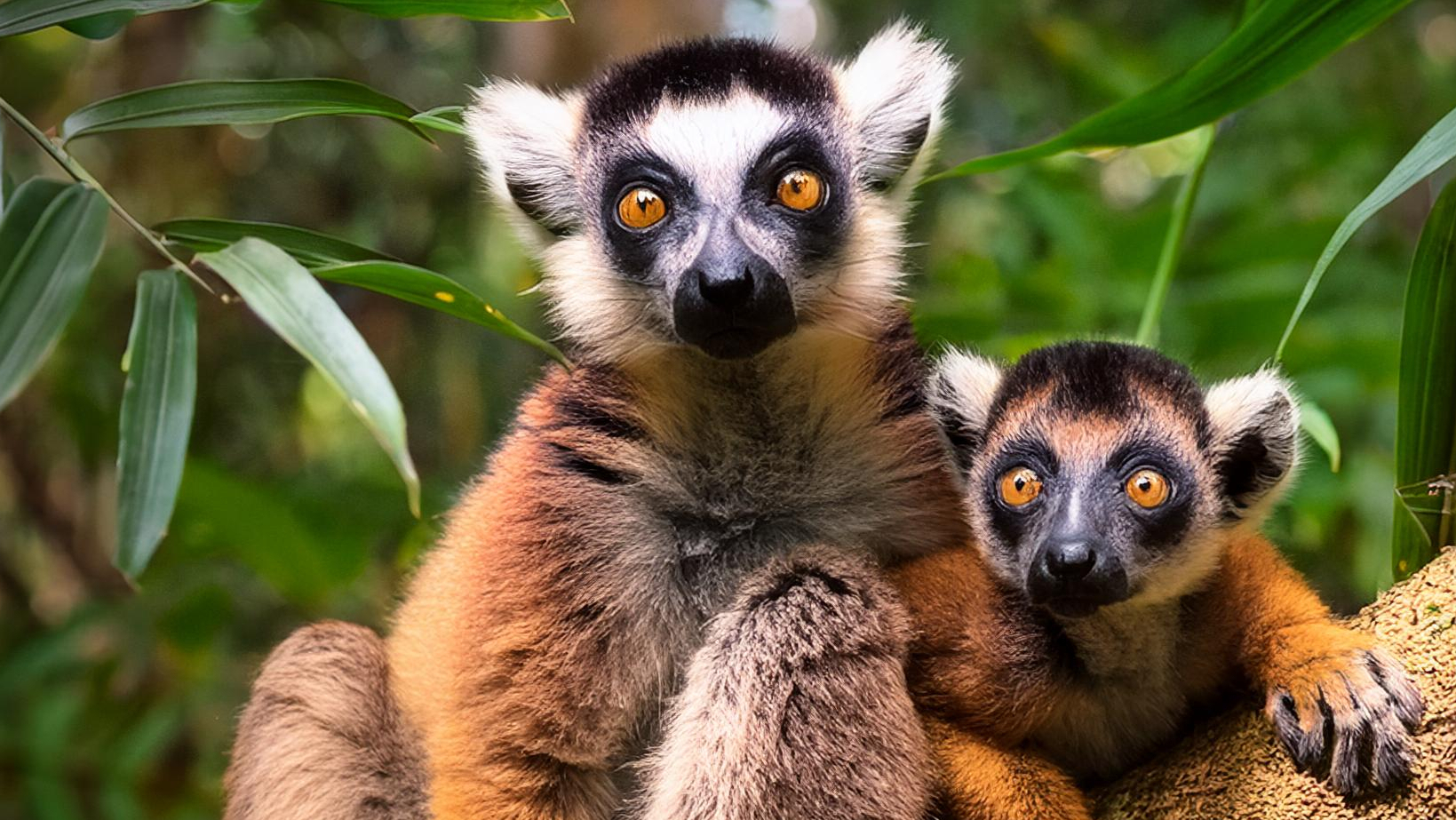 Une mère lemur et son bébé, leurs yeux fixés sur l'objectif, se tiennent dans une forêt tropicale luxuriante.