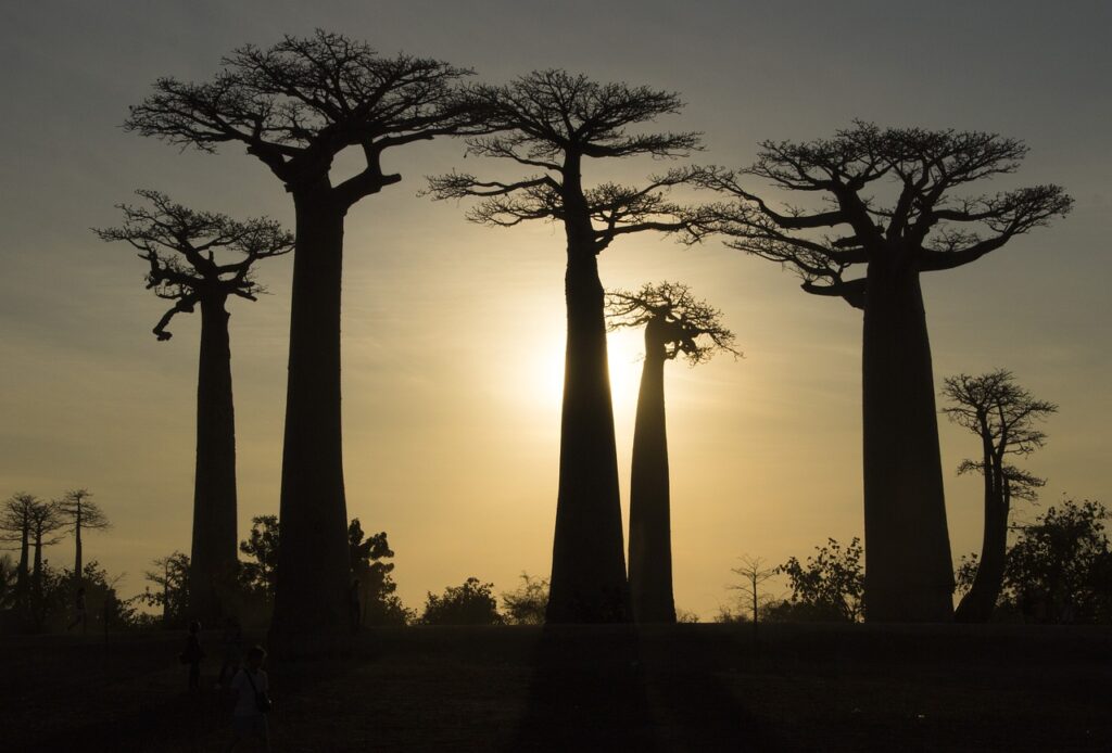 Silhouette coucher du soleil sur l'Allée des baobabs